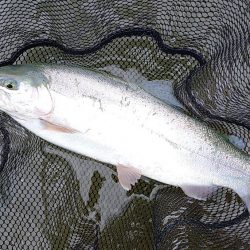 平日の天竜川ルアーフライテンカラ専用区